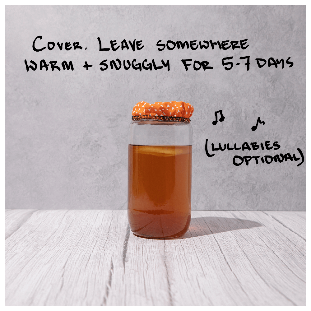 Big Blighty Baby Kombucha Starter Kit (to make 3L)