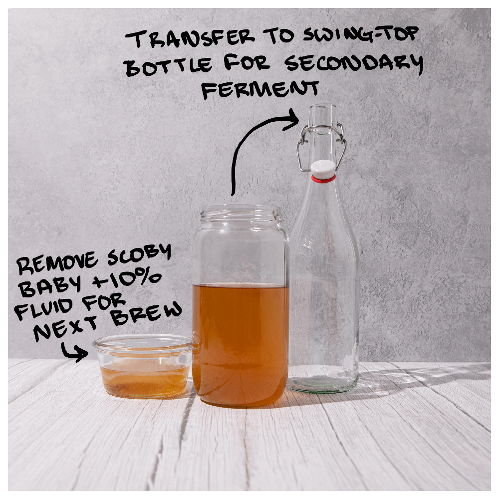 Big Blighty Baby Kombucha Starter Kit (to make 3L)