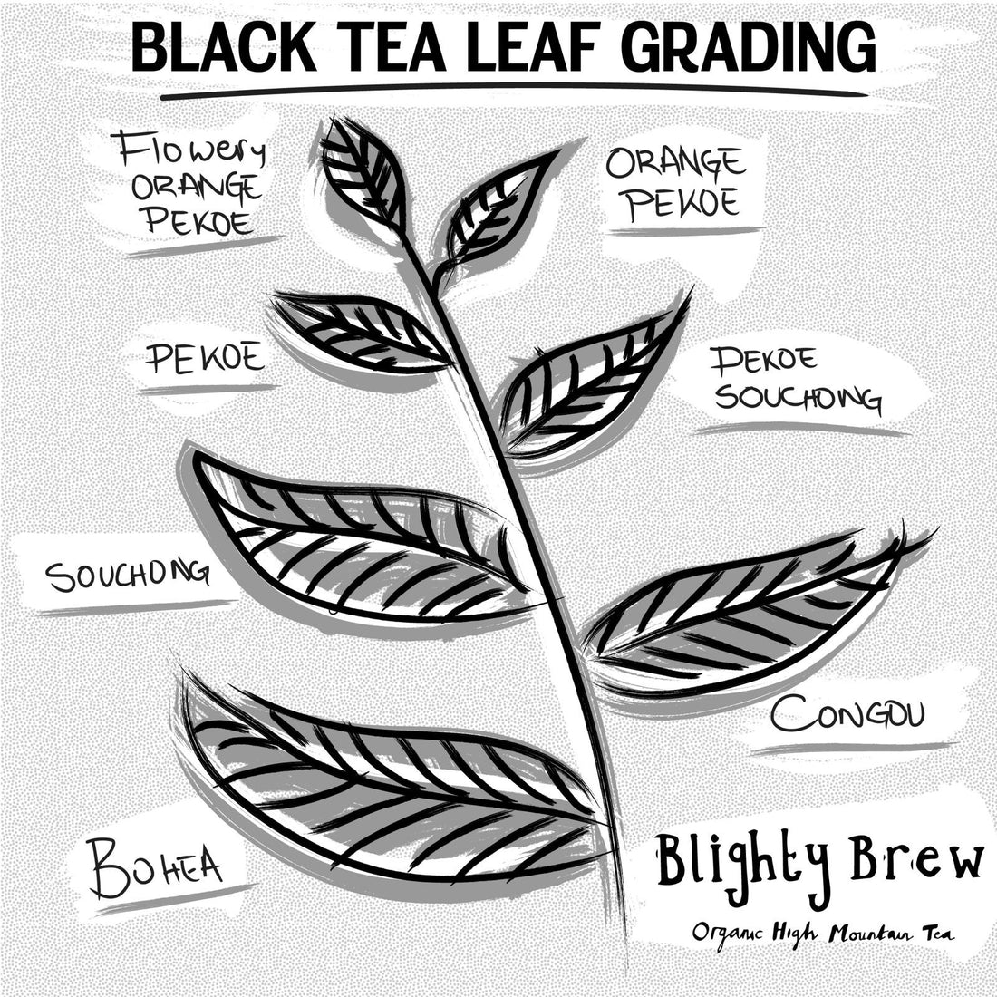 Black Tea Leaf Grading