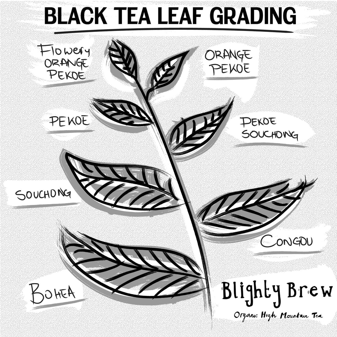 The Truth About Tea Grades: Are You Drinking "Dust"? - Blighty Booch