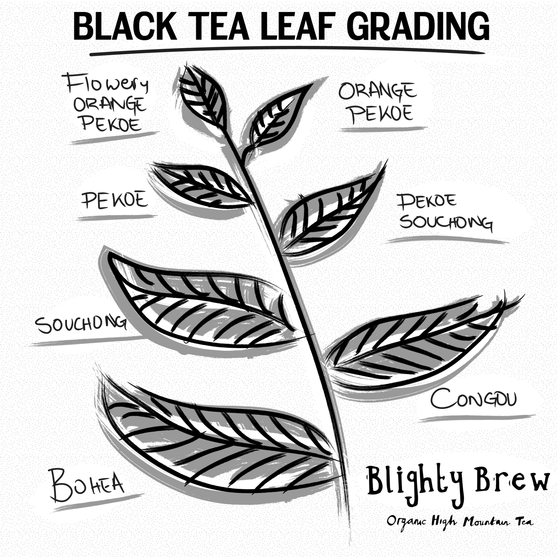 Organic Loose - Leaf Chunmee Green Tea - Blighty Booch